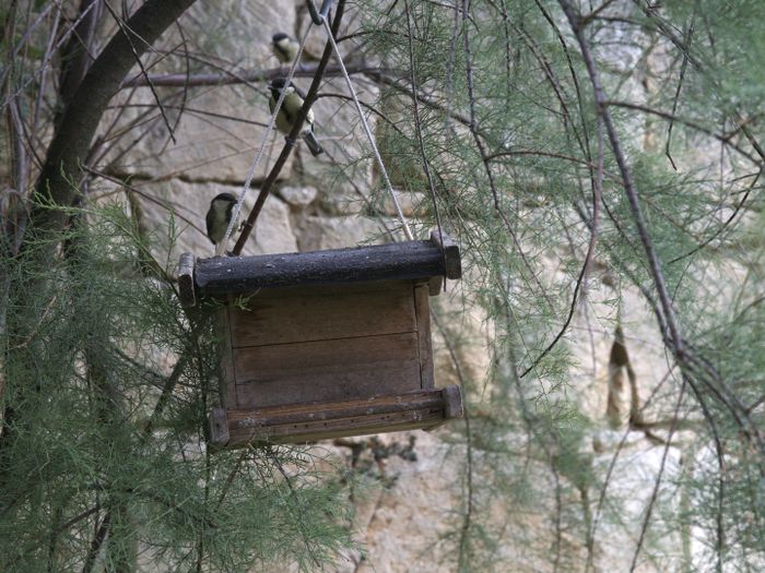 Garten des Haus Gruber in St. Margarethen; Architekt: Roland Rainer